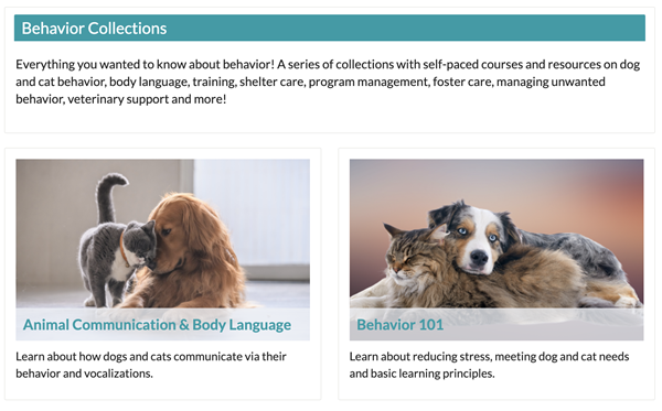 Screenshot of the Behavior Collections home page